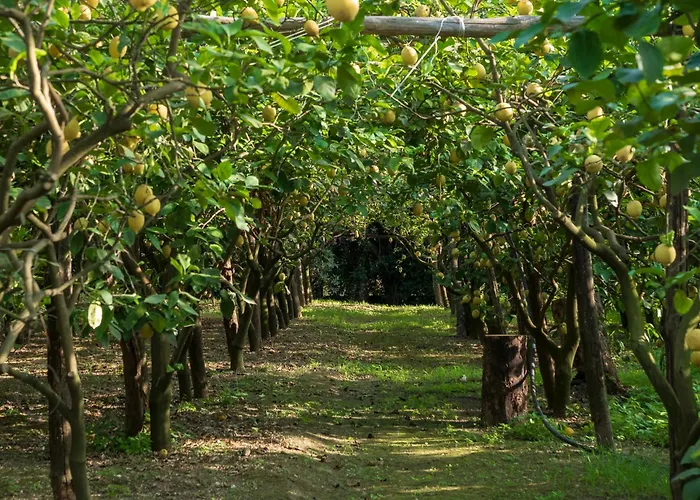 Giardino Di Nonno Lucio - Surrounded By Lemon Tree