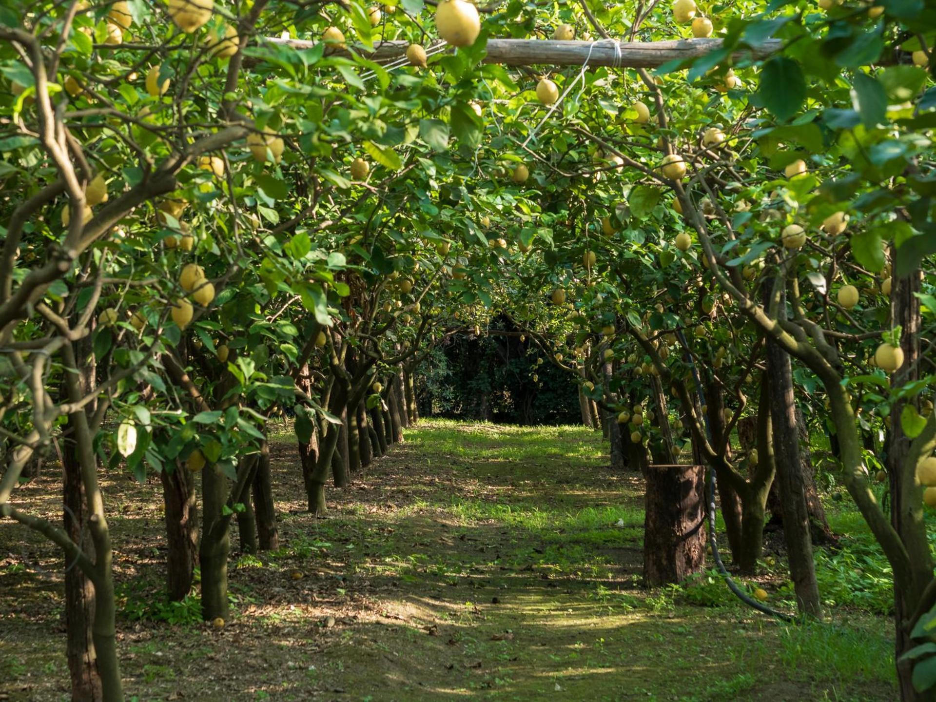 Giardino Di Nonno Lucio - Surrounded By Lemon Tree * Piano di Sorrento