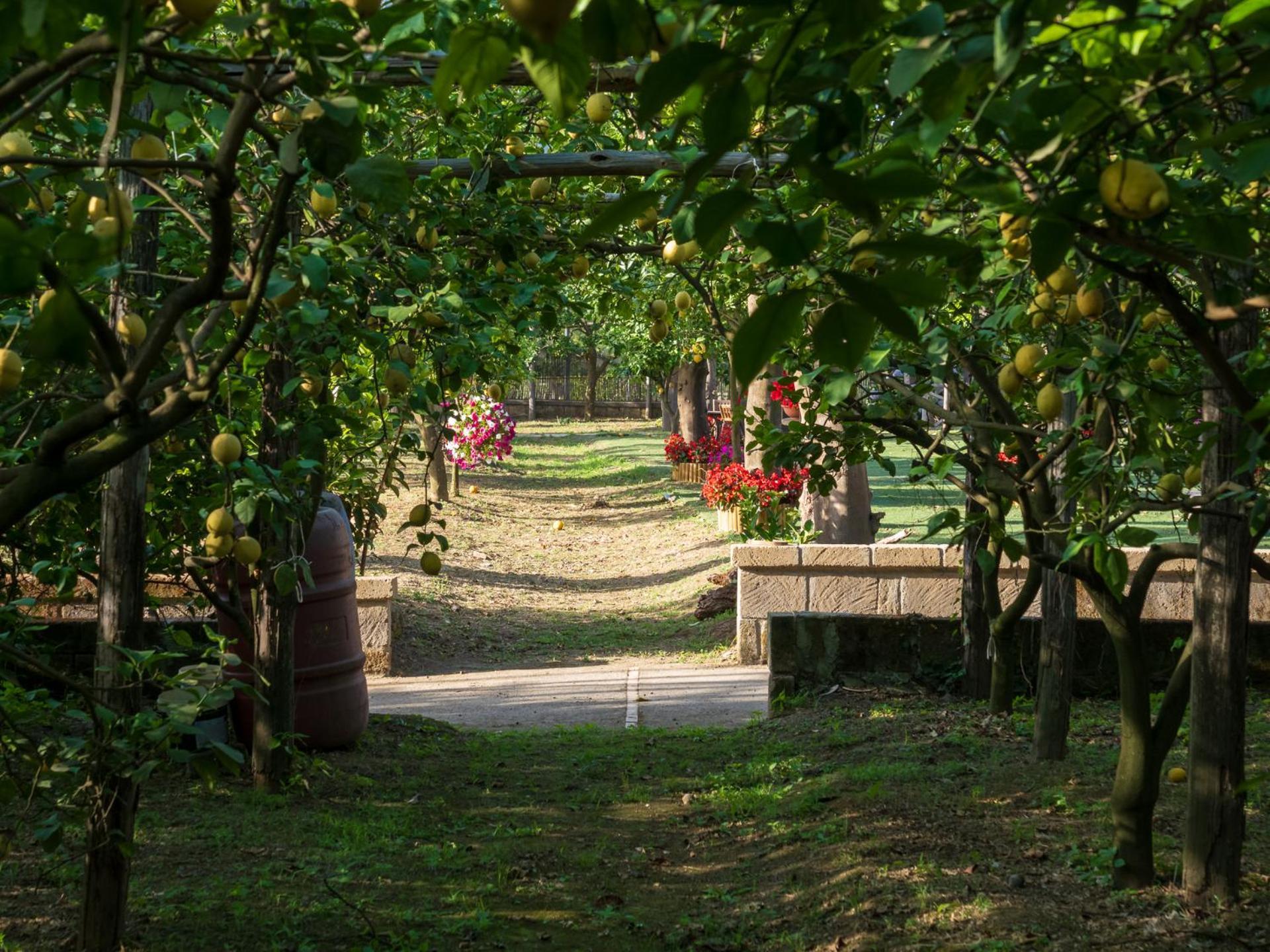 Giardino Di Nonno Lucio - Surrounded By Lemon Tree *