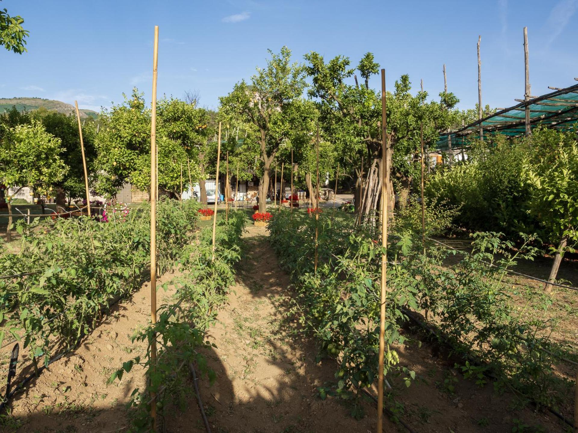 Giardino Di Nonno Lucio - Surrounded By Lemon Tree Holiday home *