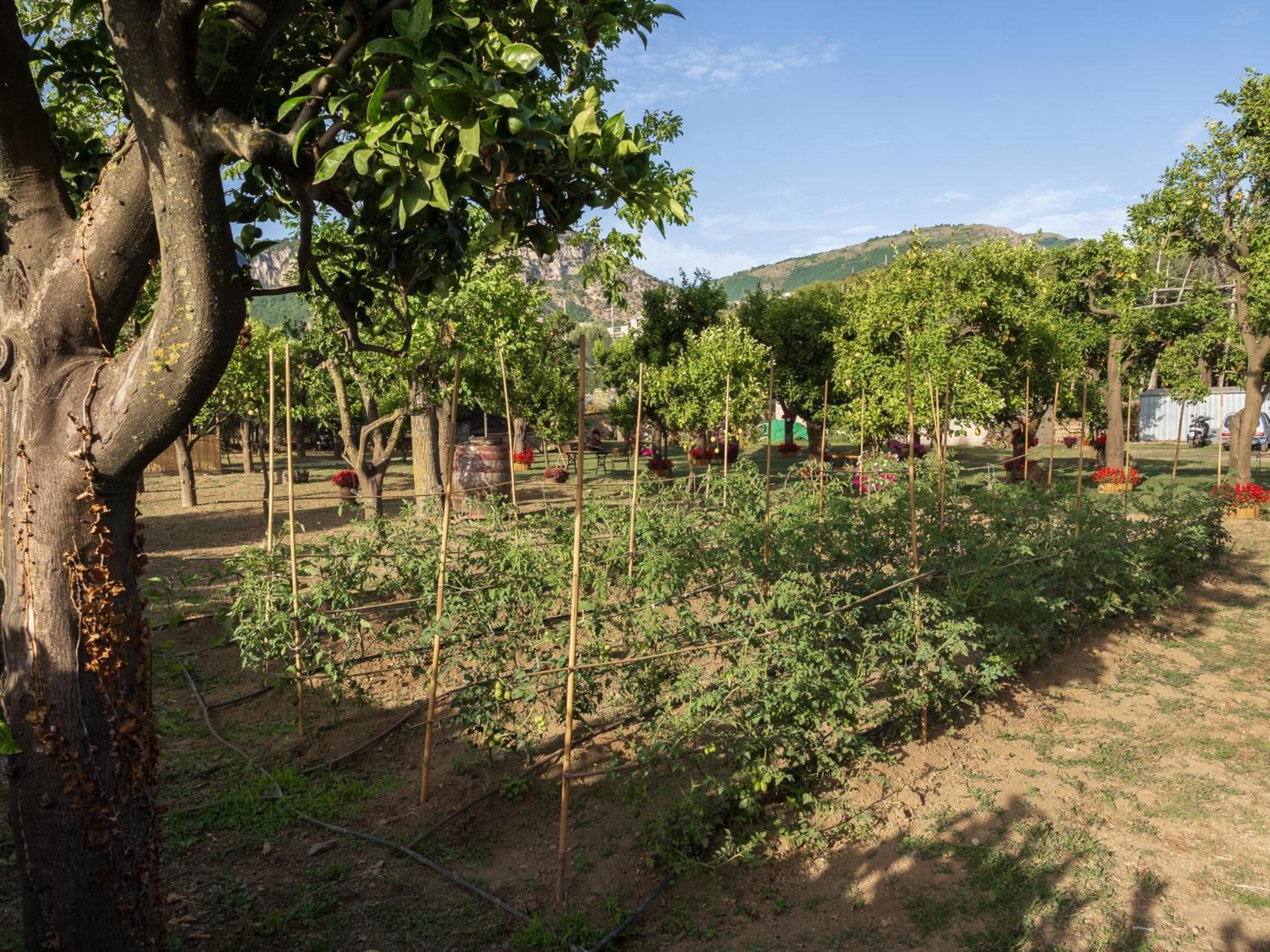 Giardino Di Nonno Lucio - Surrounded By Lemon Tree Holiday home Piano di Sorrento