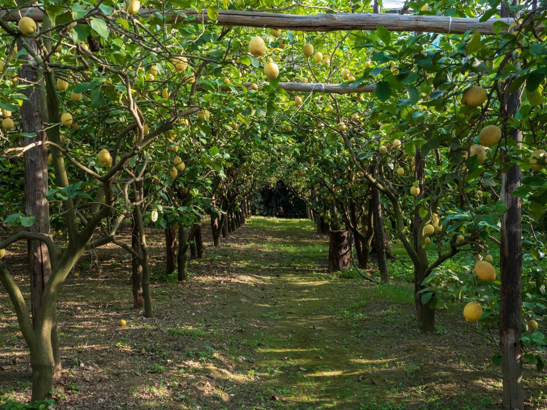 Giardino Di Nonno Lucio - Surrounded By Lemon Tree